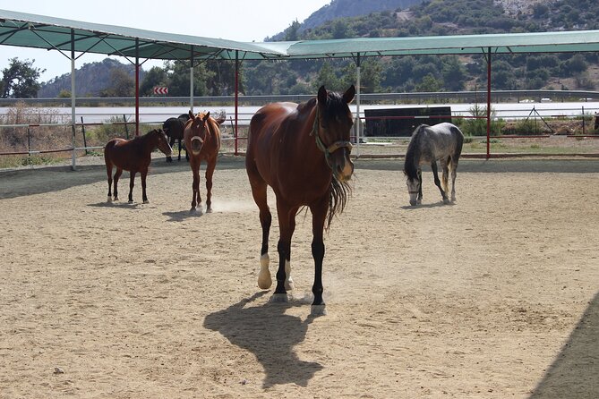 Kusadasi Horse Riding Beach and Forest options with Transfer - The 15-Minute Briefing and Helmet Rules