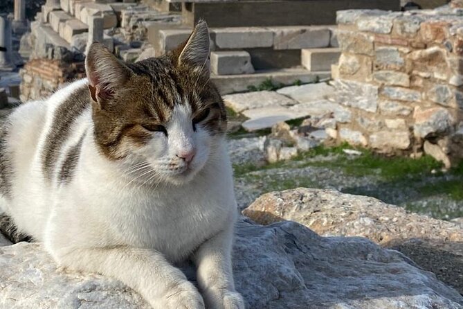 Private Ephesus and Artemis Temple Half Day Tour / On Time Return - Add Terrace Houses if you want more detail than the main ruins